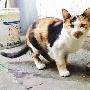 恋家猫3次被弃又3次找回家（图） 动物世界