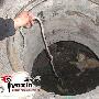 流浪狗困在井底1月后获救 被称"狗坚强"（图） 动物世界