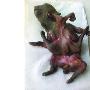 吉娃娃生下8条腿怪胎 狗妈妈不认亲（图） 动物世界