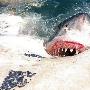 摄影师捕捉大白鲨轮流享用鲸鱼尸体瞬间（图） 动物世界