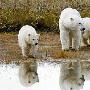 饑餓北極熊踱步草原（圖） 動物世界