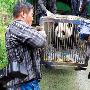 湖南首次4熊猫入住 熊猫夫妻来到生态动物园（图） 动物世界