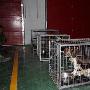 首支搜救犬分队落户新疆塔城（图） 动物世界