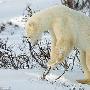 摄影师拍到北极熊雪地玩前滚翻（图） 动物世界