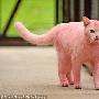 猫被染成粉色后遭遗弃（图） 动物世界