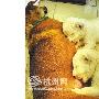 小黄当起了白狮奶妈（图） 动物世界