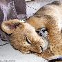 狮子猫鼬和平相处（图） 动物世界