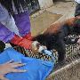 野生小熊猫 差点被人给煮了吃（图） 动物世界