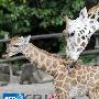 德動物園迎來新生的瀕危物種烏幹達長頸鹿（圖） 動物世界