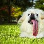 不可思议的世界纪录：全球舌头最长的狗（图） 动物世界