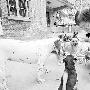 “狗奶奶”葛翠琴24年收留动物近千（图） 动物世界
