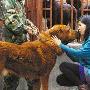 女白领辞职养藏獒（图） 动物世界