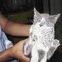 厦门“猫坚强”“偷渡”墨西哥 30多天没吃喝（图） 动物世界