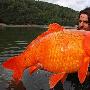 法国钓客捕到逾13公斤重金鱼（图） 动物世界