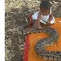 印度6个月大女婴与蟒蛇自由玩耍（图） 动物世界