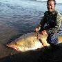 伊春渔民捕获巨型鳇鱼长3米重500多斤（图） 动物世界