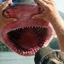 美渔民捕到2.4米长牛鲨：堪称最危险鲨鱼（图） 动物世界