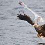 摄影师拍到海鸥空中伏击海雕抢食瞬间（图） 动物世界