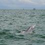 三娘湾：中华白海豚的生存天堂（图） 动物世界