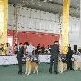 AKC积分赛中国站北京展激情上演（图） 动物世界