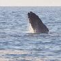 冲浪者与南露脊鲸在海上共舞（图） 动物世界