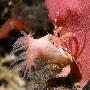 深海奇异生物：海葵吸附寄生蟹搭便车（图） 动物世界
