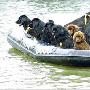意大利海滩救生犬勇担救人重任（图） 动物世界