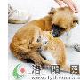 猫是儿子狗是妈 和睦相处是一家（图） 动物世界