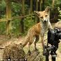 摄影师给小狐狸拍照反被偷拍（图） 动物世界