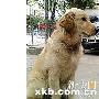 微博误传小狗将被安乐死 弃犬找到新主（图） 动物世界