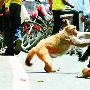 猴妈发威犬口救子（图） 动物世界