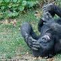 大猩猩捧腹大笑瞬间（图） 动物世界