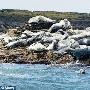 英海岸数十只海豹死亡 均有巨大螺旋型伤口（图） 动物世界