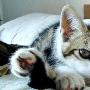 惊人瑜珈猫能将自己身体“对折”（图） 动物世界