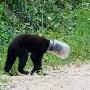 美国黑熊脑袋钻进塑料瓶被卡（图） 动物世界