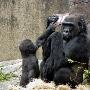 美国动物园大猩猩幼仔与母亲争抢游戏机（图） 动物世界
