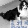 家住六楼的苏牧死在二楼露台上（图） 动物世界