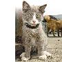 俄罗斯3岁猫拥有四只耳朵 多余2耳纯属装饰（图） 动物世界
