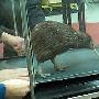 新西蘭小鳥雙腿折斷用跑步機康複（圖） 動物世界