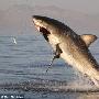 南非大白鲨跃出水面捕食海狗瞬间（图） 动物世界