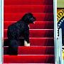 白宫第一狗登总统专机（图） 动物世界