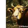 "中国第一牛"亮相大连森林动物园 体重1300公斤（图） 动物世界