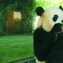 高温天 动物吃“人丹”喝“十滴水”（图） 动物世界
