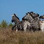 非洲斑马群呲牙裂嘴嬉戏打闹瞬间（图） 动物世界