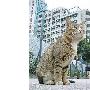 岭南大学“猫祖”病逝（图） 动物世界