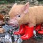 雨季宠物穿雨鞋 风情小猪成专宠（图） 动物世界