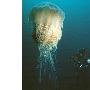 巨型有毒水母美國海灘蟄傷百人（圖） 動物世界