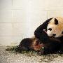 卧龙大熊猫“龙欣”产下一仔（图） 动物世界