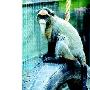 动物园来了三位“博士猴”（图） 动物世界