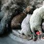 乌鲁木齐现“绿毛狗” 专家称基因突变所致（图） 动物世界